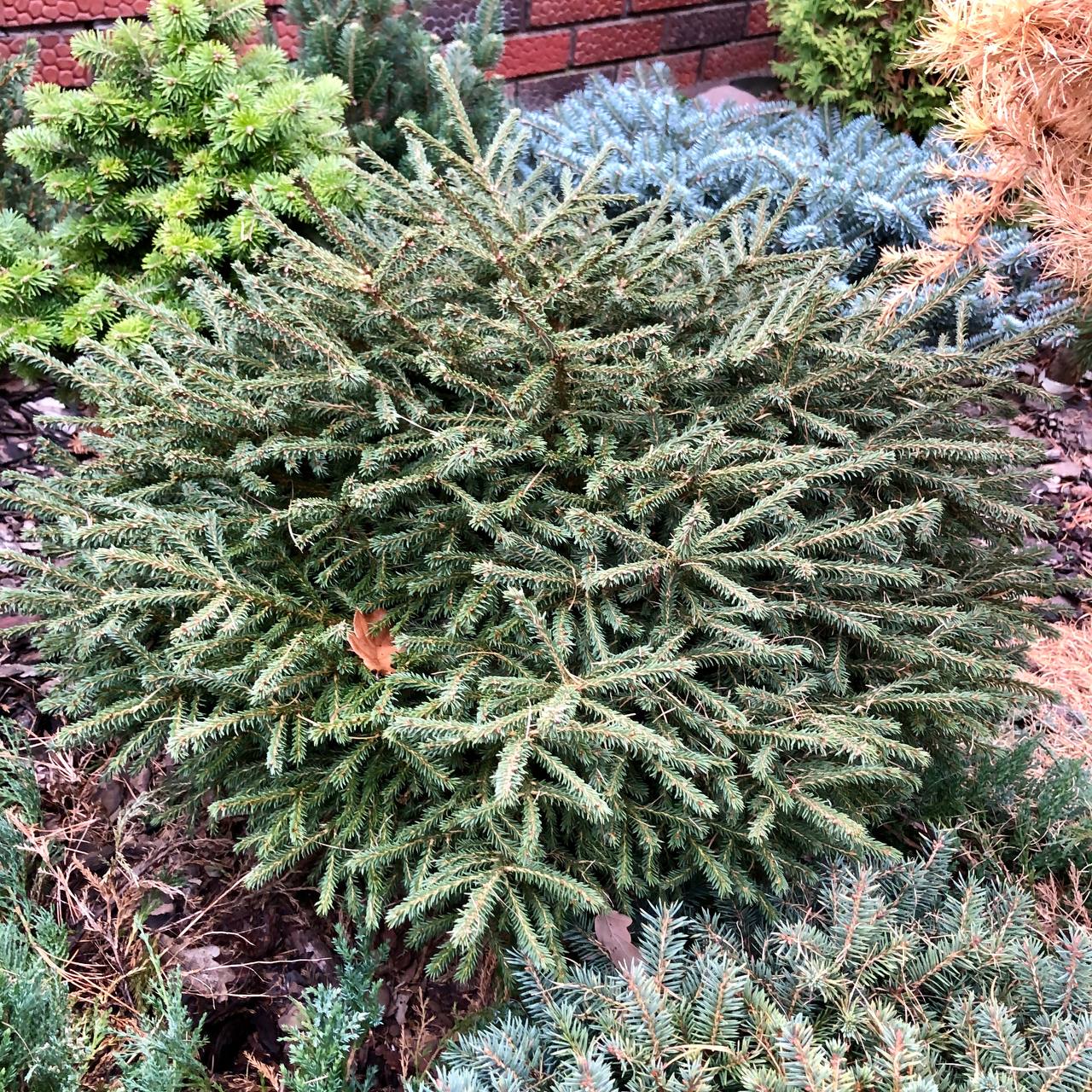 Picea obovata ‘Ushajka Masha’