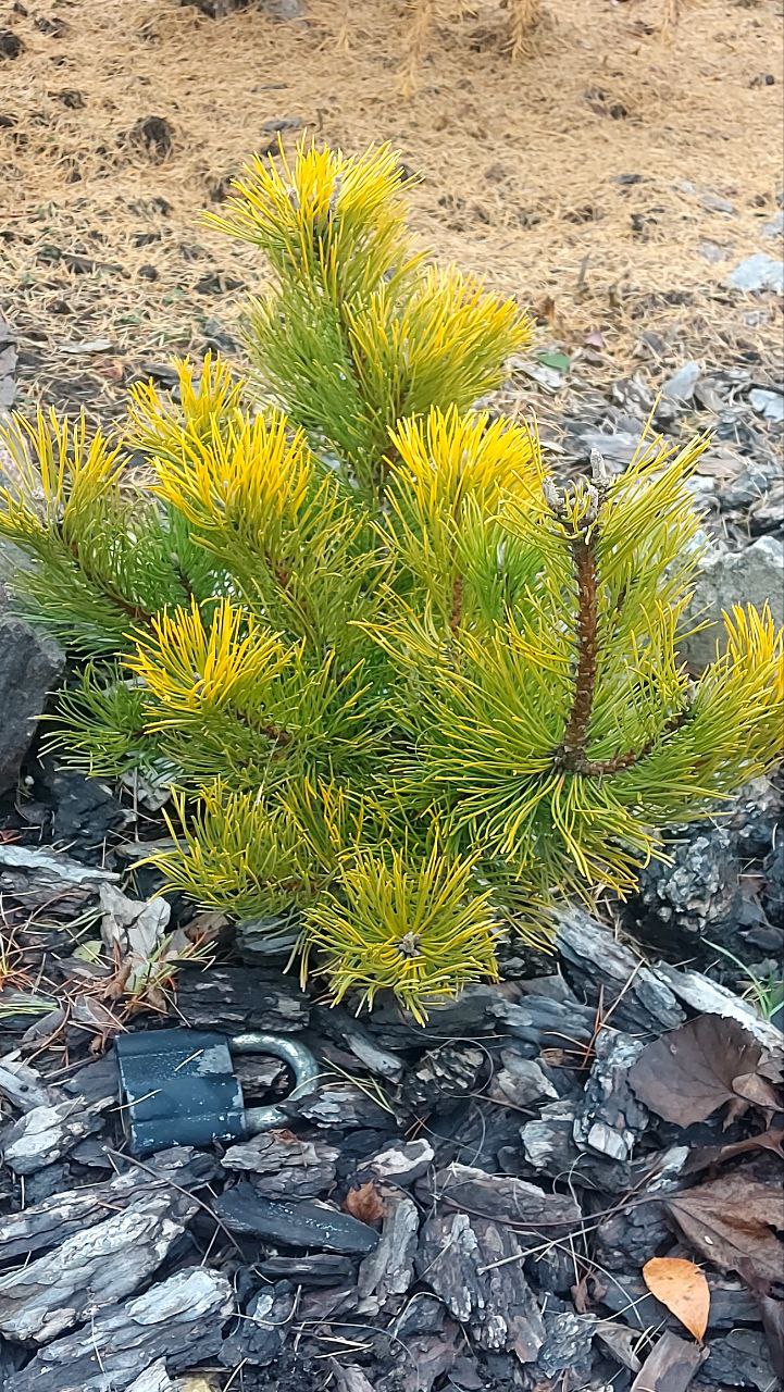 Pinus mugo 'Piatra Craiului'