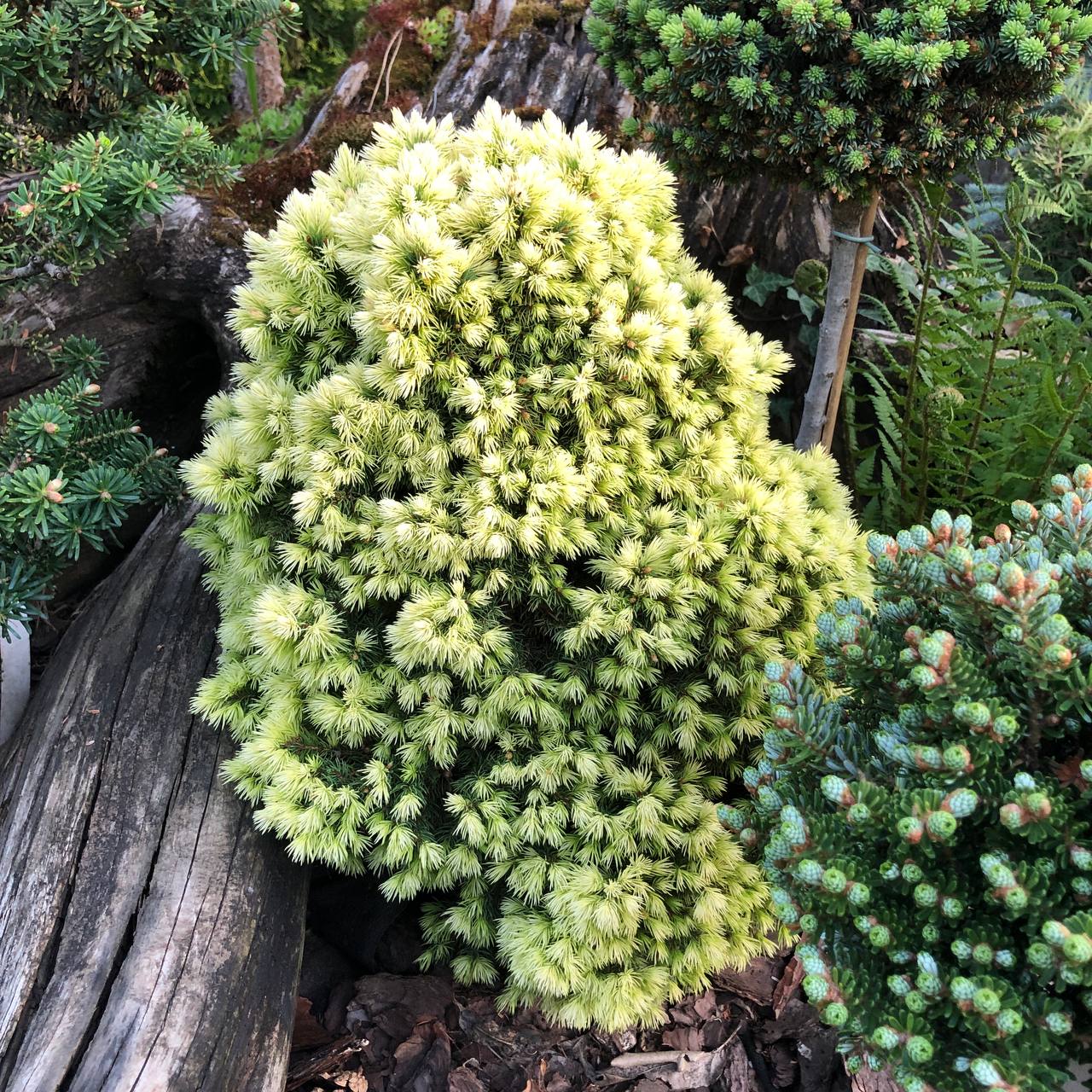 Picea glauca 'Dendrofarma Gold'