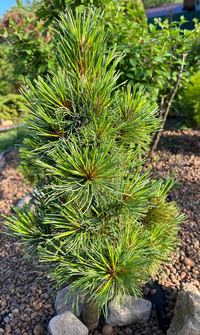 Pinus cembra ‘Ortler’