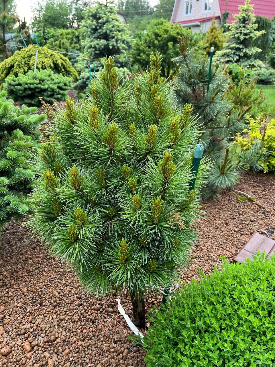 Pinus cembra ‘Granitzenbach’