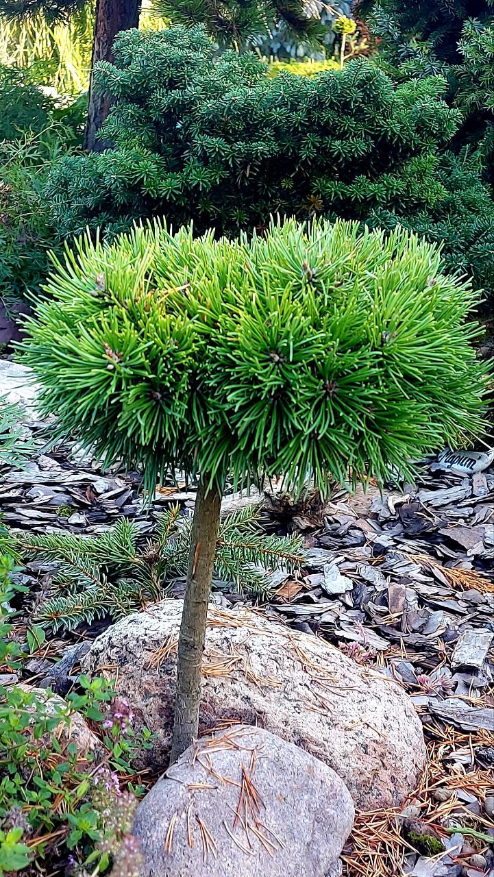 Pinus mugo 'Margot'