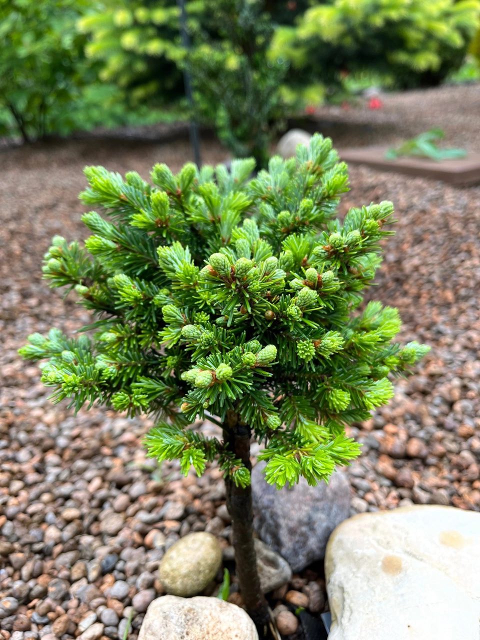 Abies sibirica ‘Svetlanka’