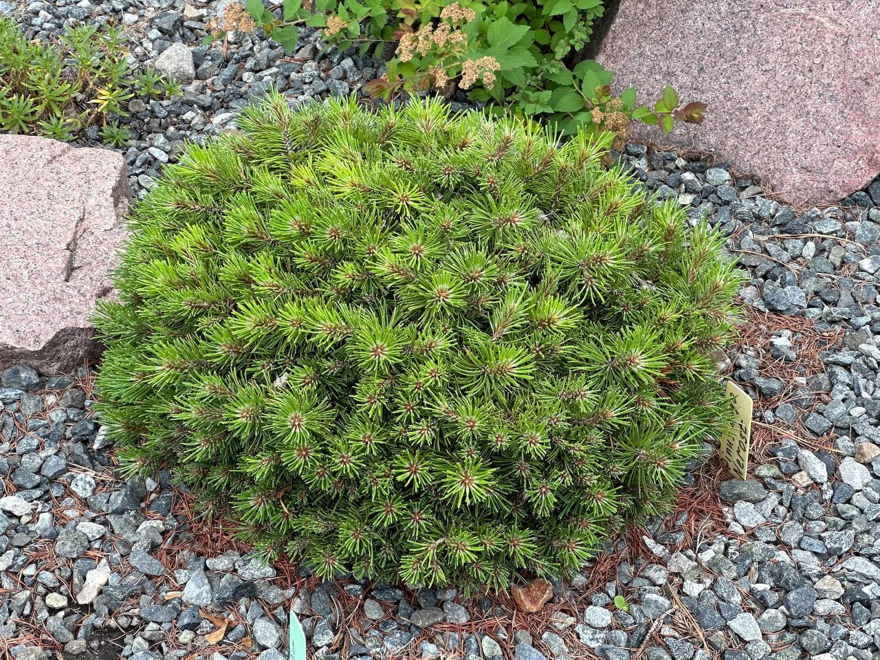 Pinus mugo 'Nerost'