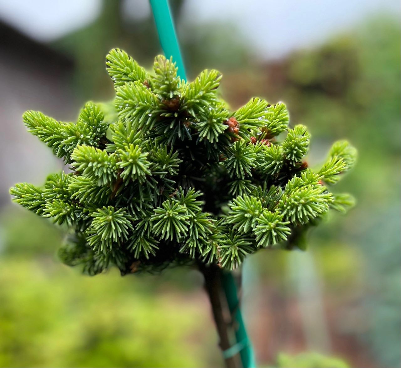 Picea abies ‘Red Devil’