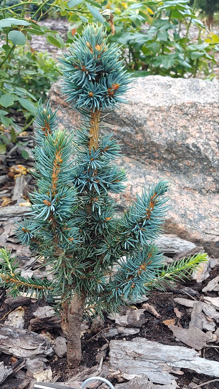 Picea pungens 'Mini Minaret'