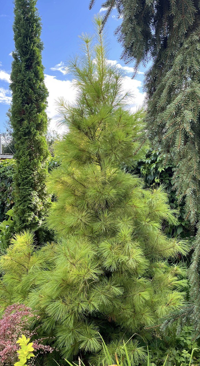 Pinus strobus ‘Louie’