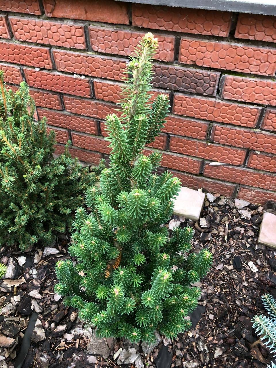 Abies koreana ‘Wiki’