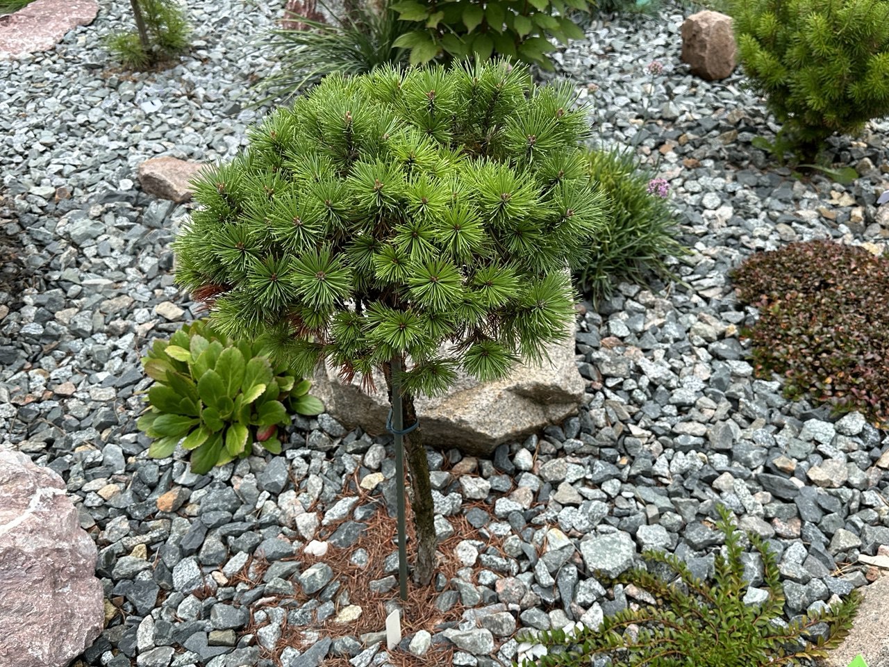 Pinus mugo 'Shorty'