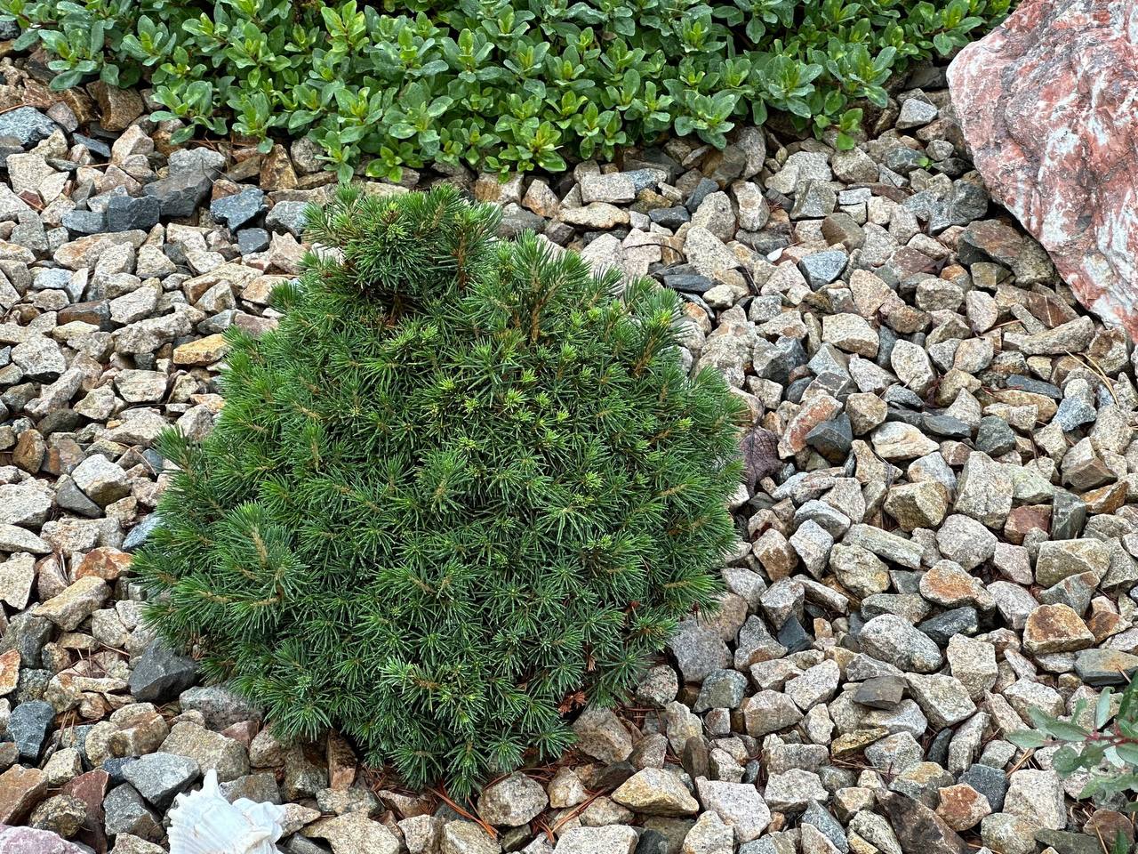 Picea abies 'Janous'