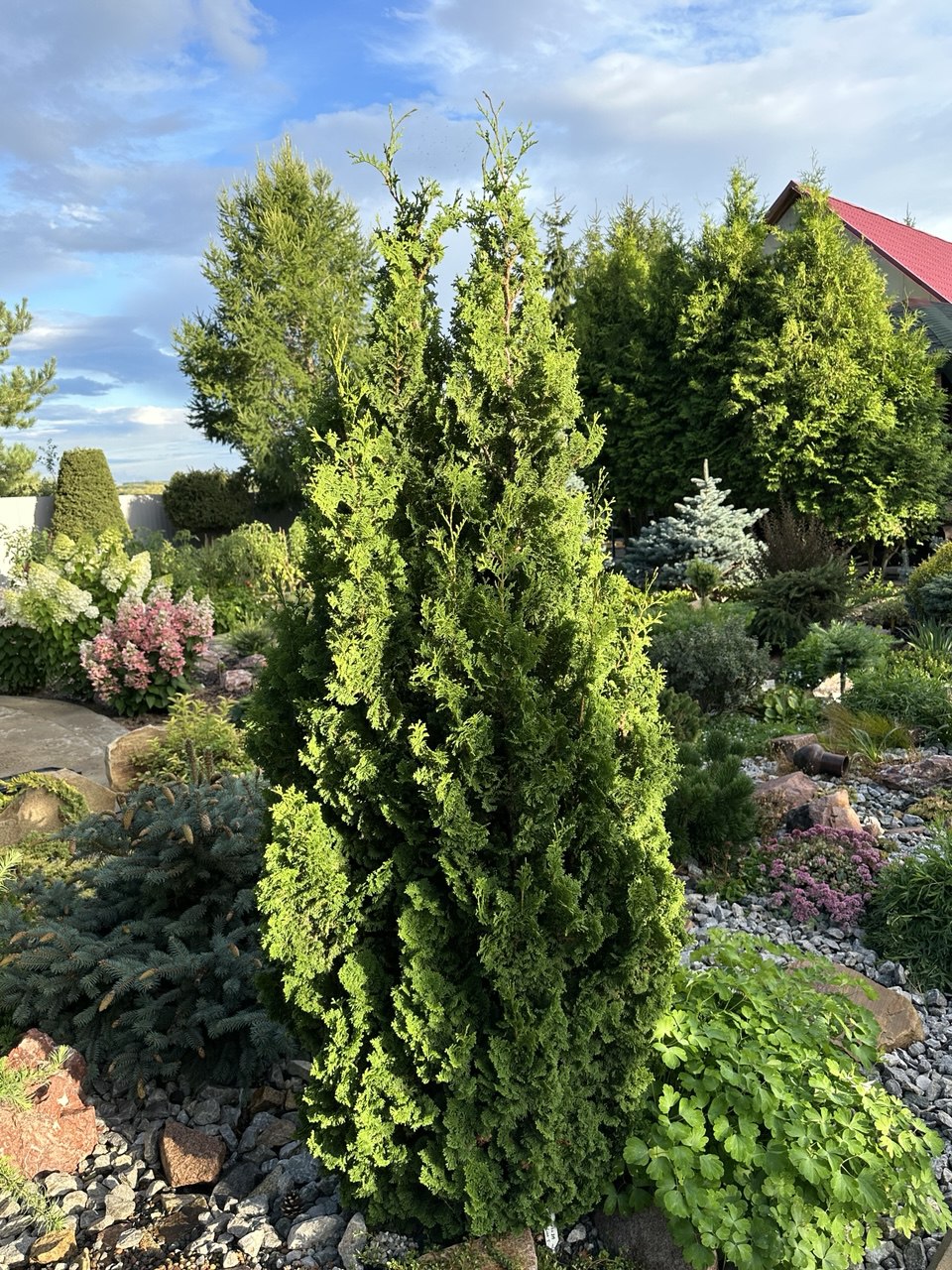 Thuja occidentalis 'Zmatlik'