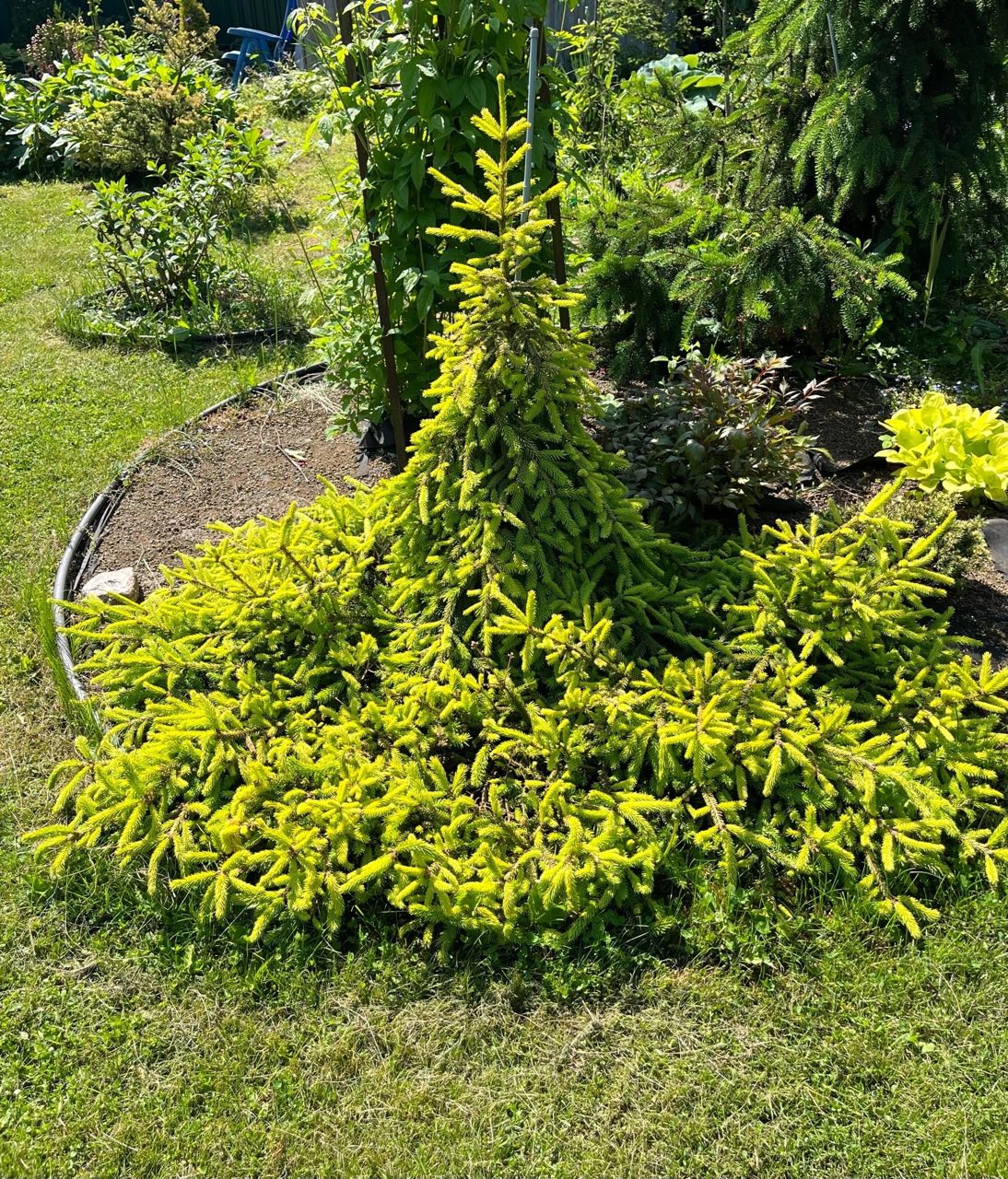 Picea abies ‘Honey Pot’