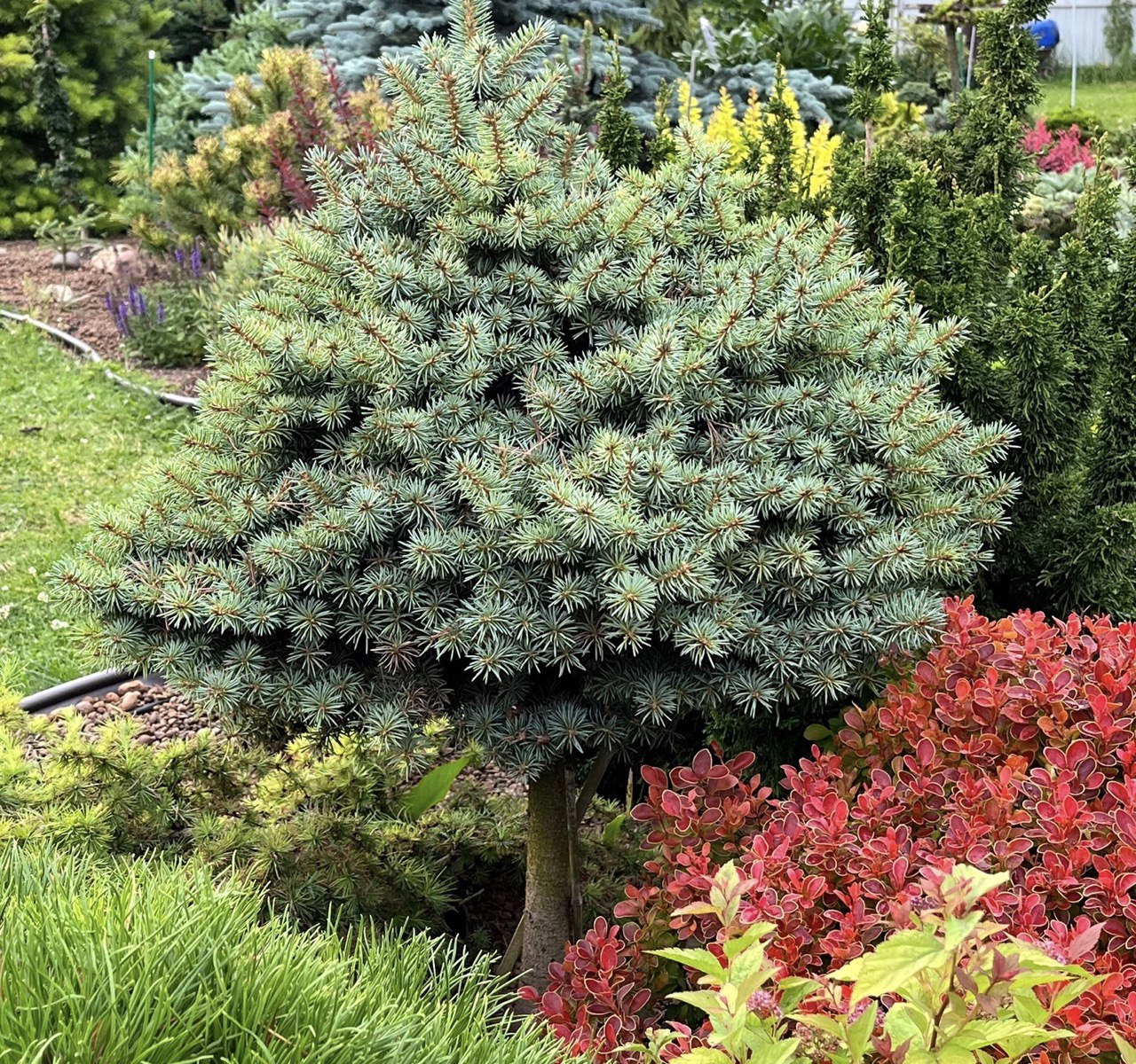 Picea pungens 'Brynek'