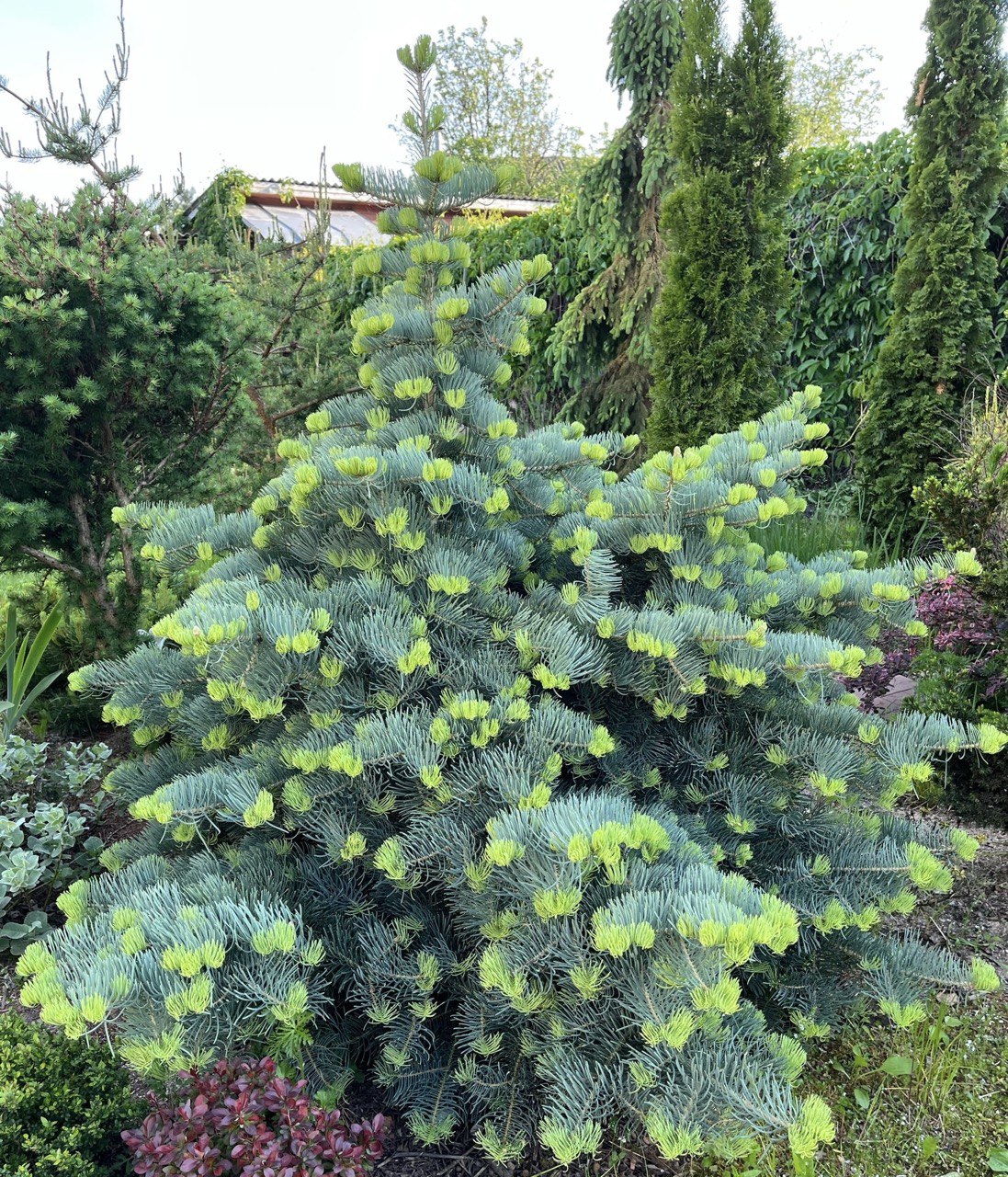 Abies concolor ‘La Veta’