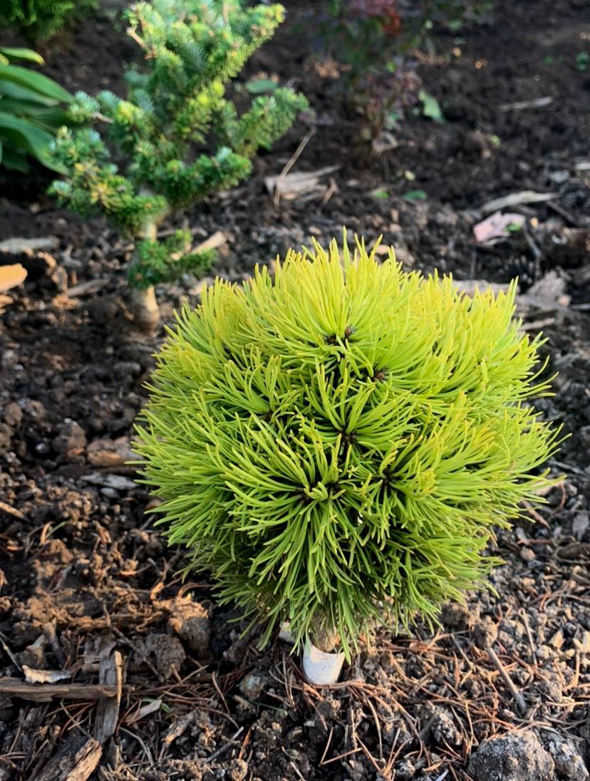 Pinus mugo ‘Rysy’