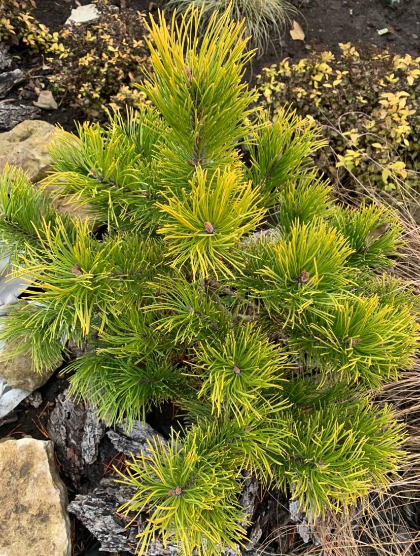 Pinus mugo ‘Wintergold’