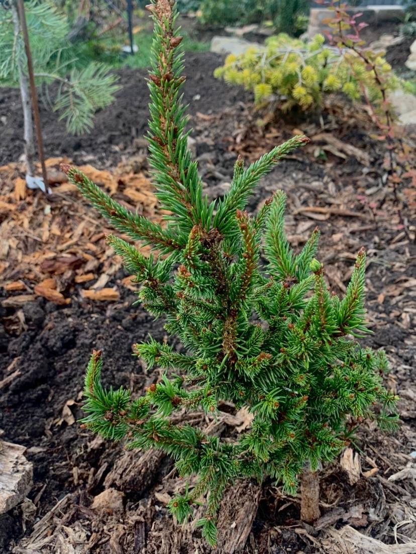 Picea abies ‘Valentins’