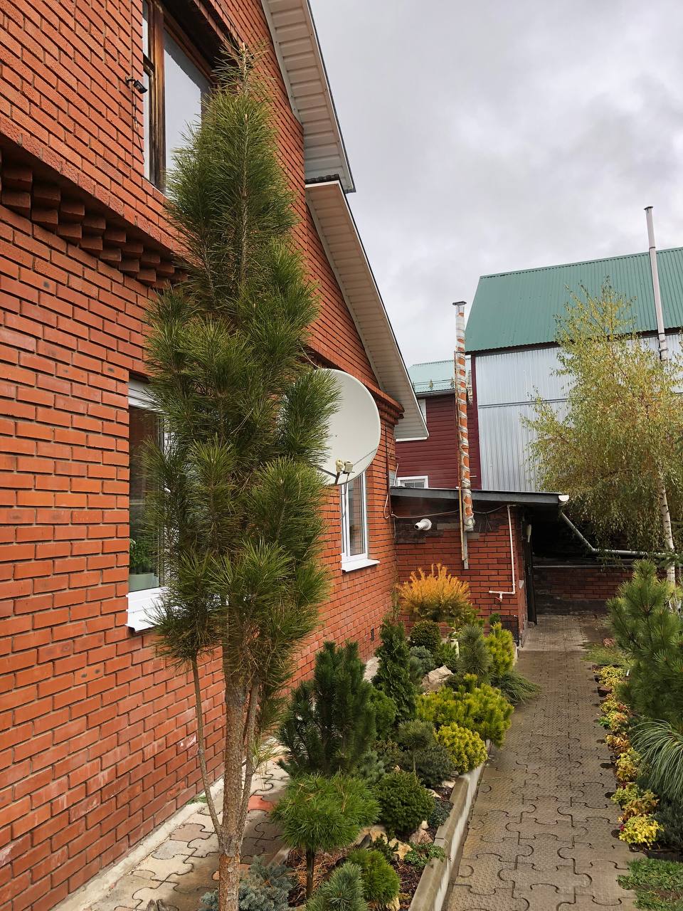 Pinus sylvestris ‘Rus Tower’