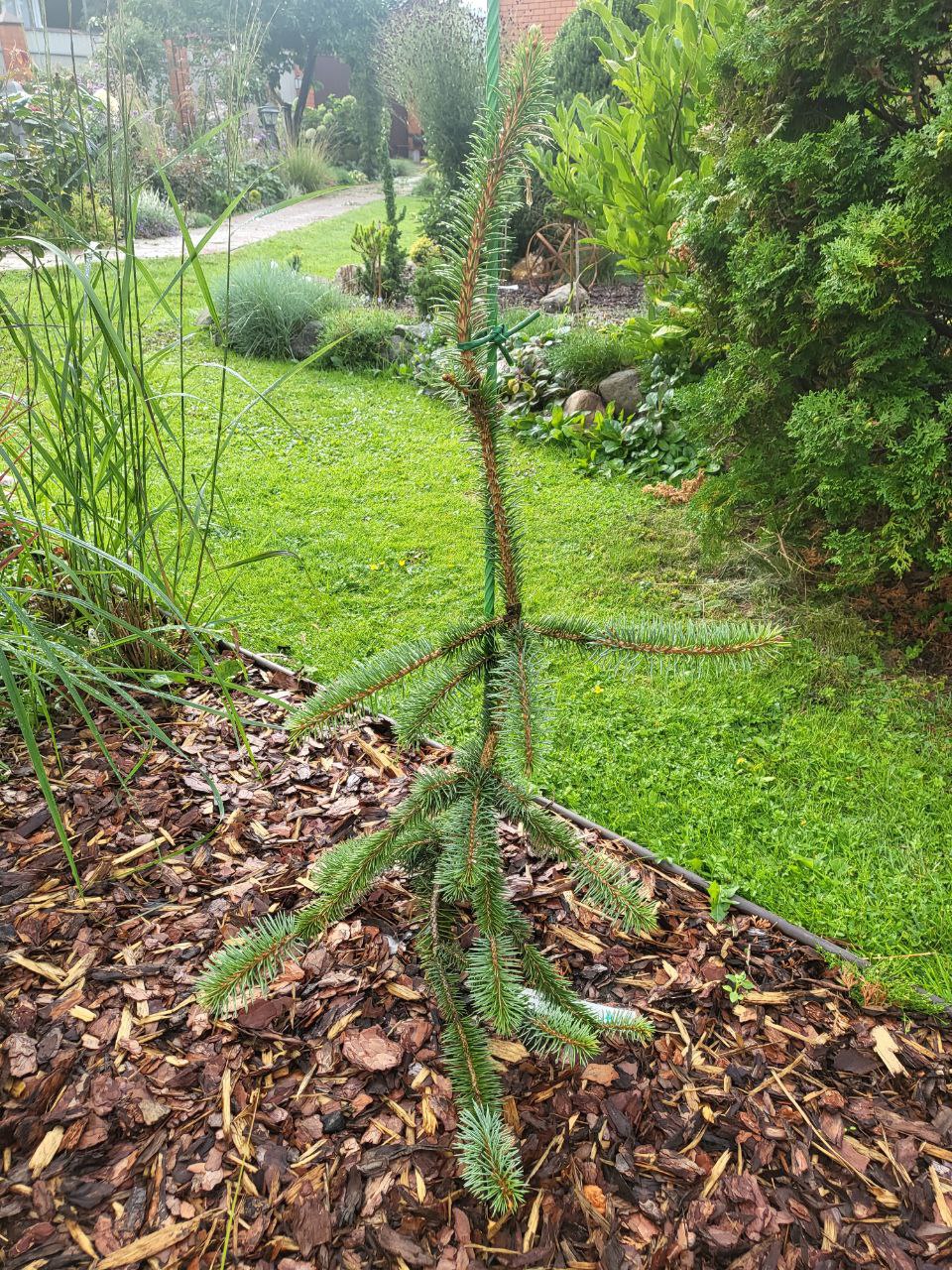 Picea pungens ‘Pepo’