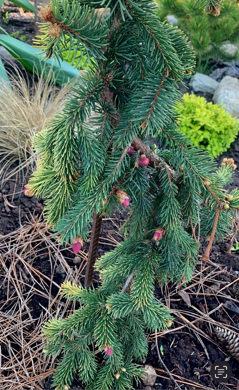 Picea abies  ‘Gold Drift’