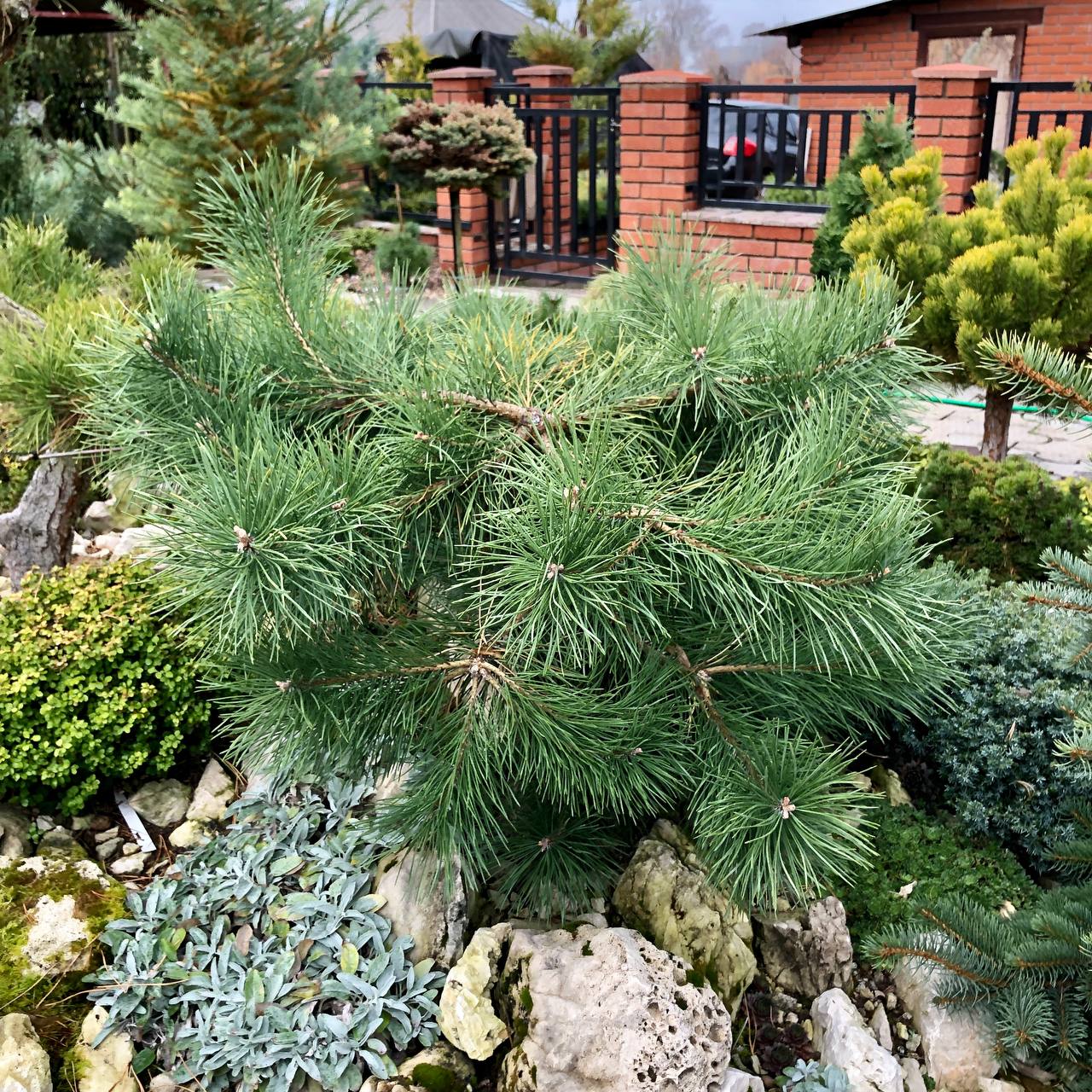 Pinus sylvestris 'Hillside Creeper'