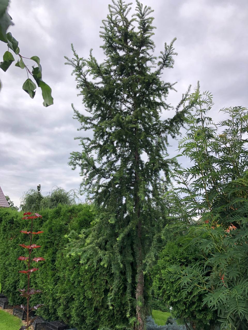 Larix kaempferi 'Diana'
