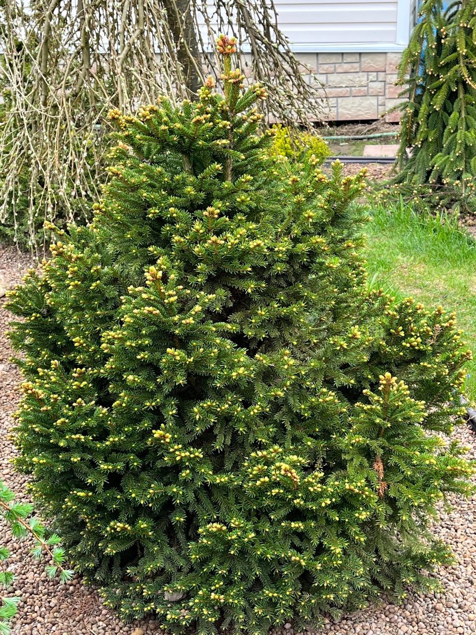 Picea abies ‘Barryi’