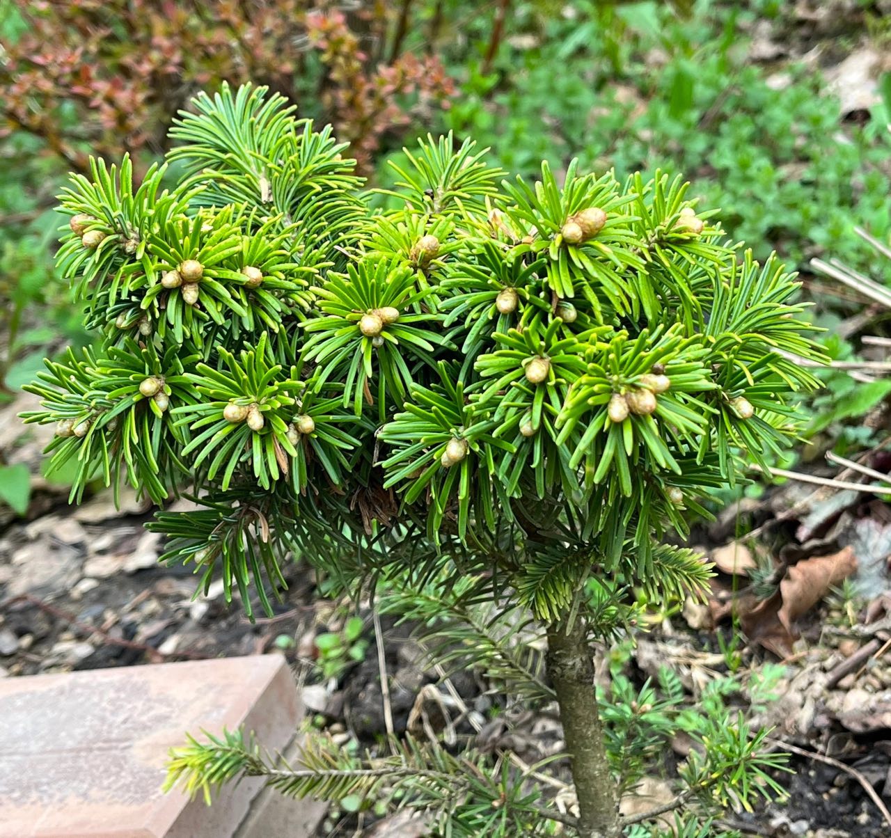 Abies semenovii ‘Goroshkevich’