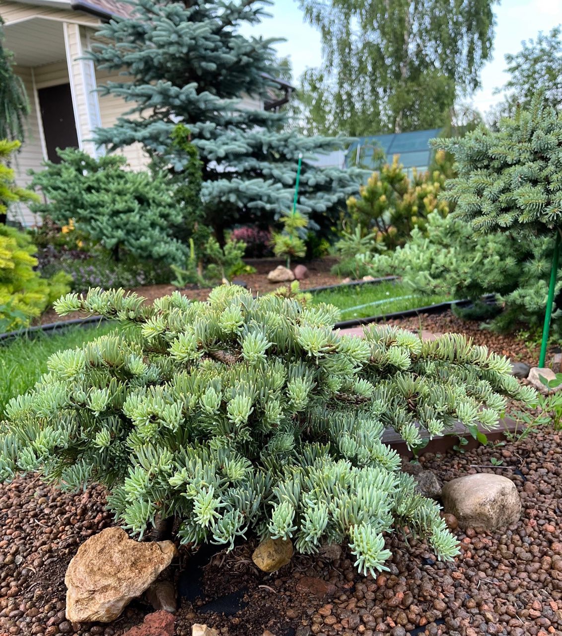Abies concolor ‘Ostrov nad Ohri’