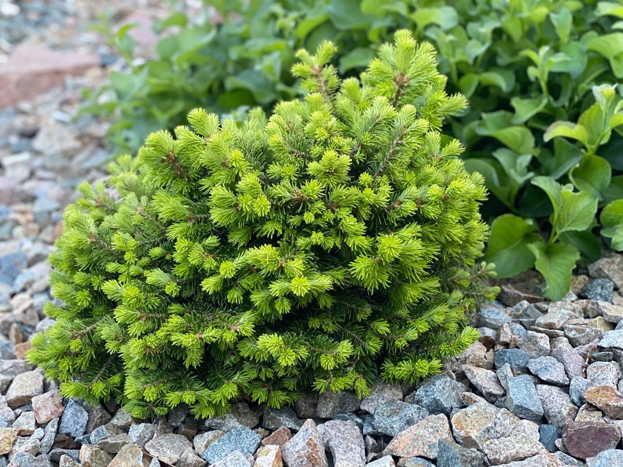 Abies semenovii 'Malen’kaya ptitsa'