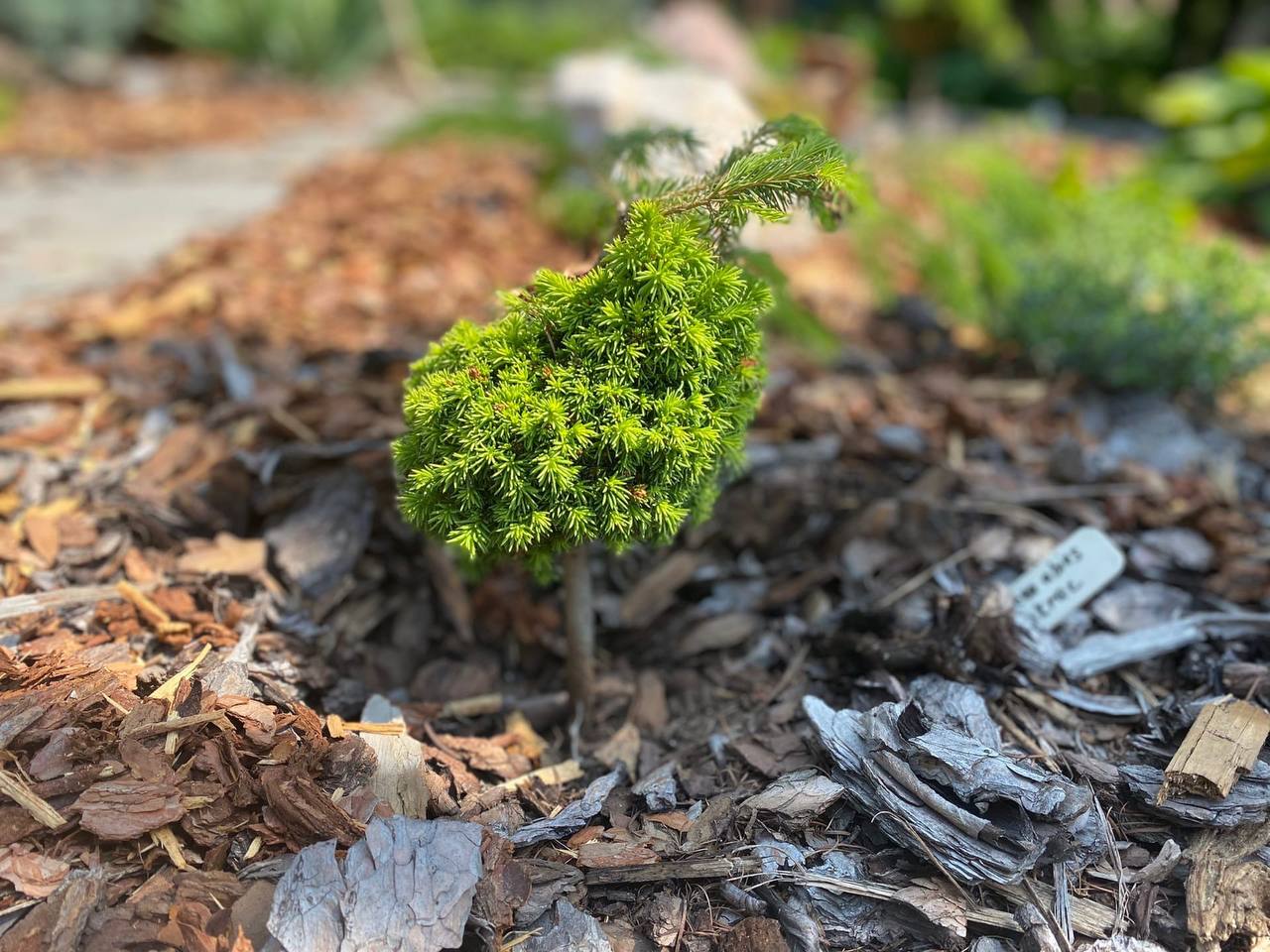 Picea abies 'Cukrak'