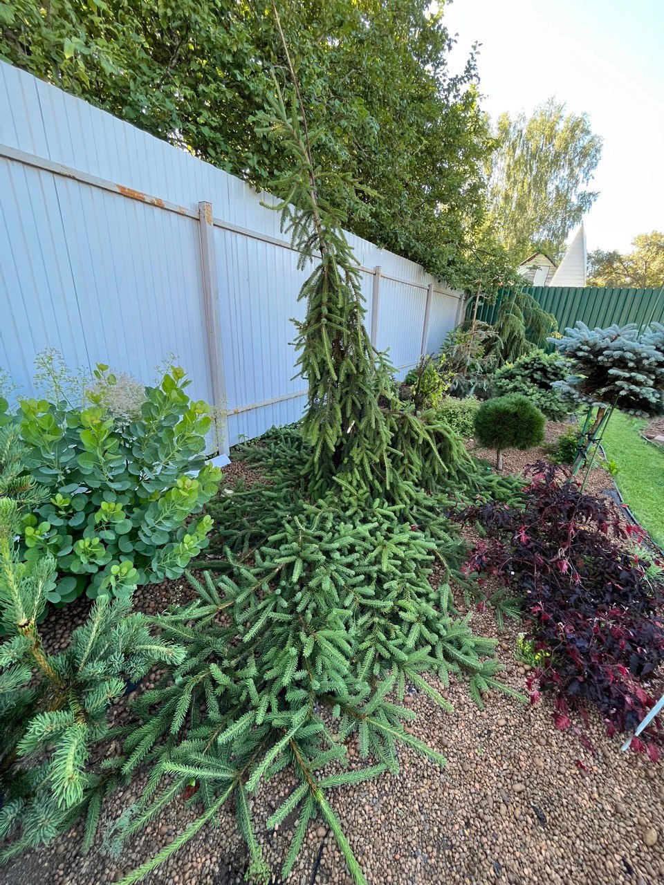 Picea abies ‘Loreley’