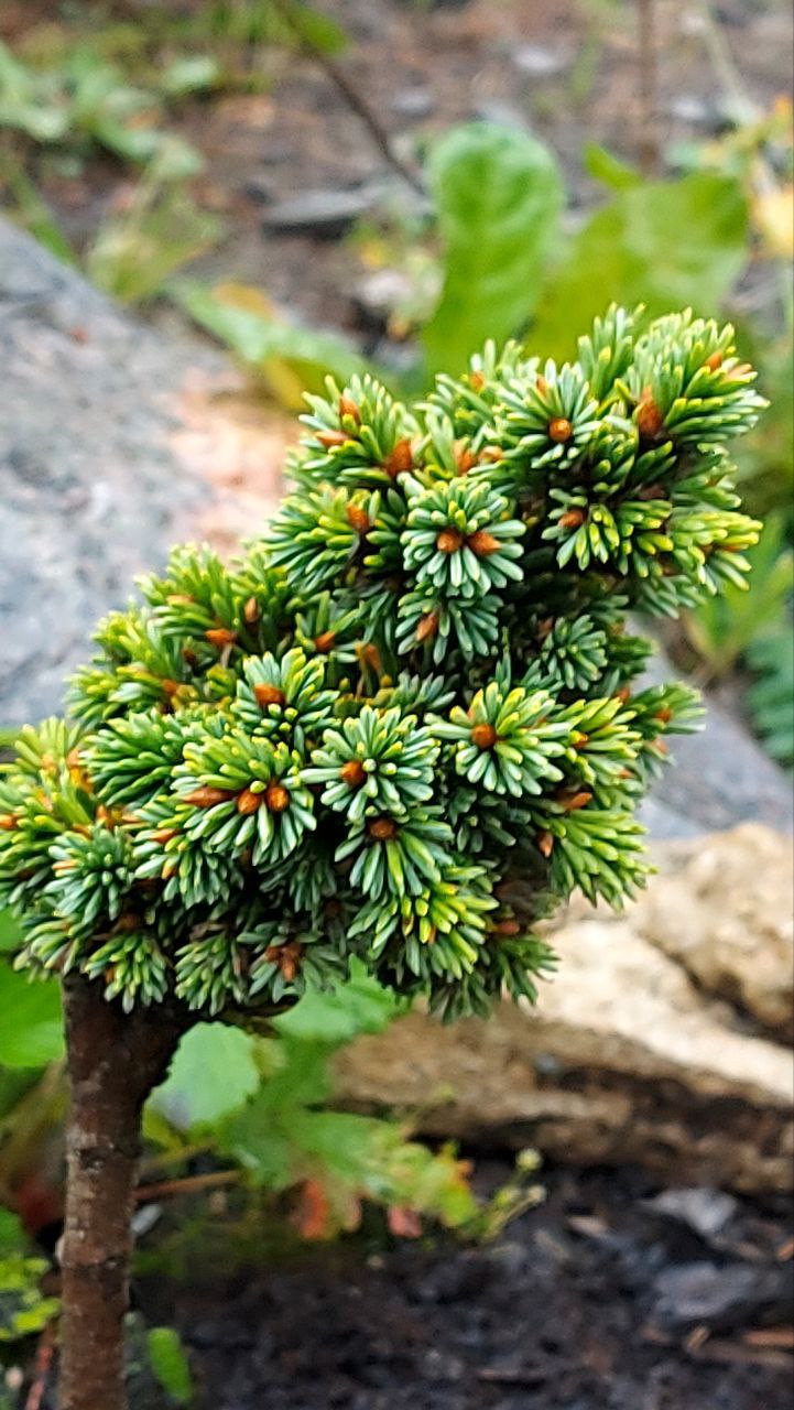 Picea abies 'Privetinskiy ruchey'