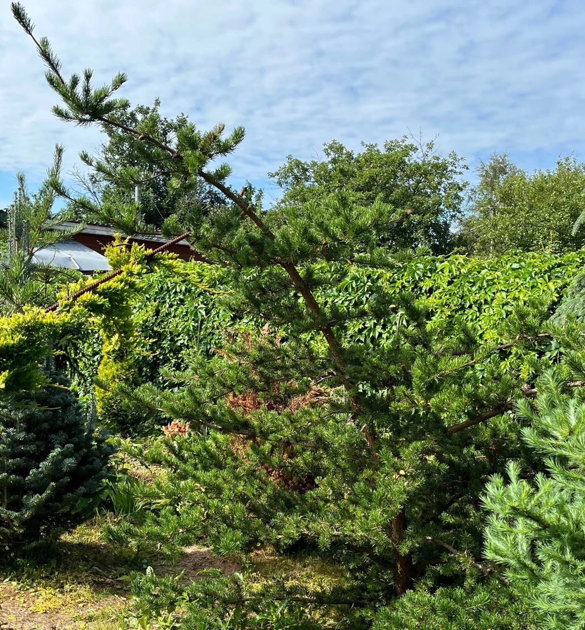 Pinus banksiana ‘Hobl’