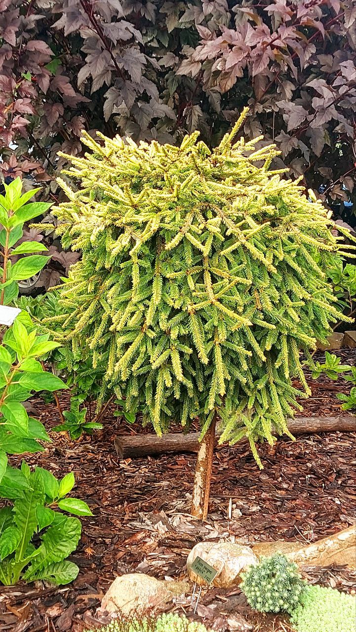 Picea abies 'Honey Pot'
