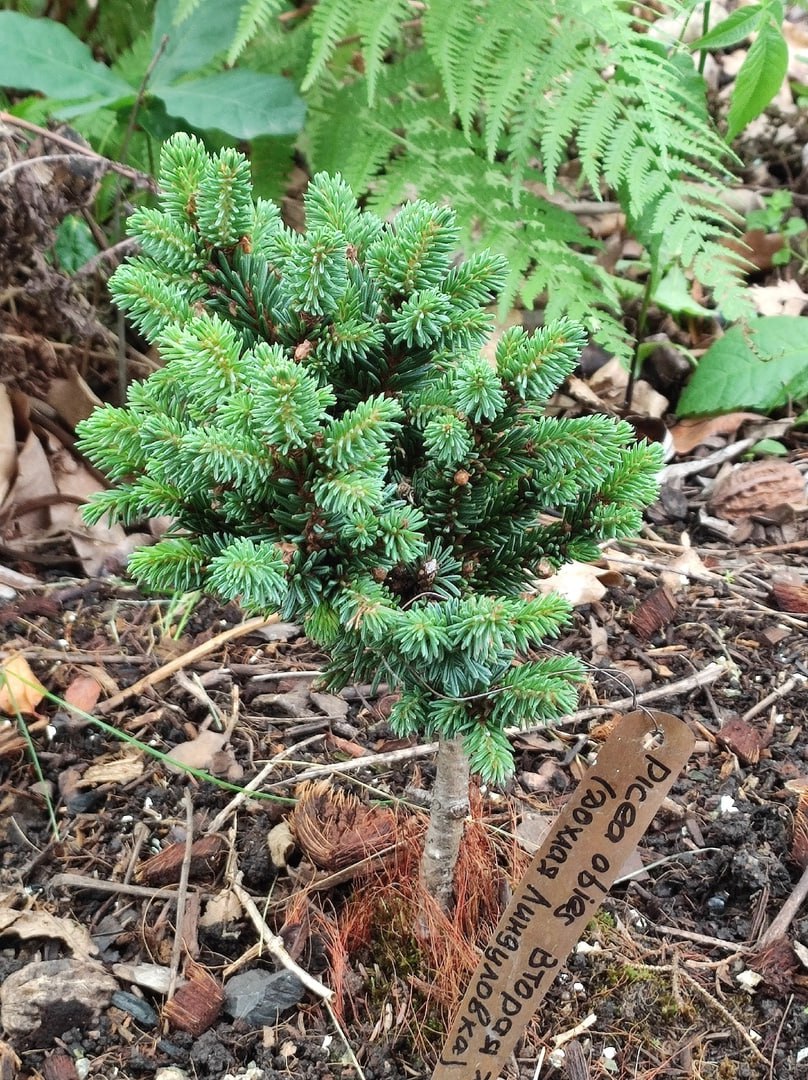 Picea abies 'Vtoraya Zhizn'