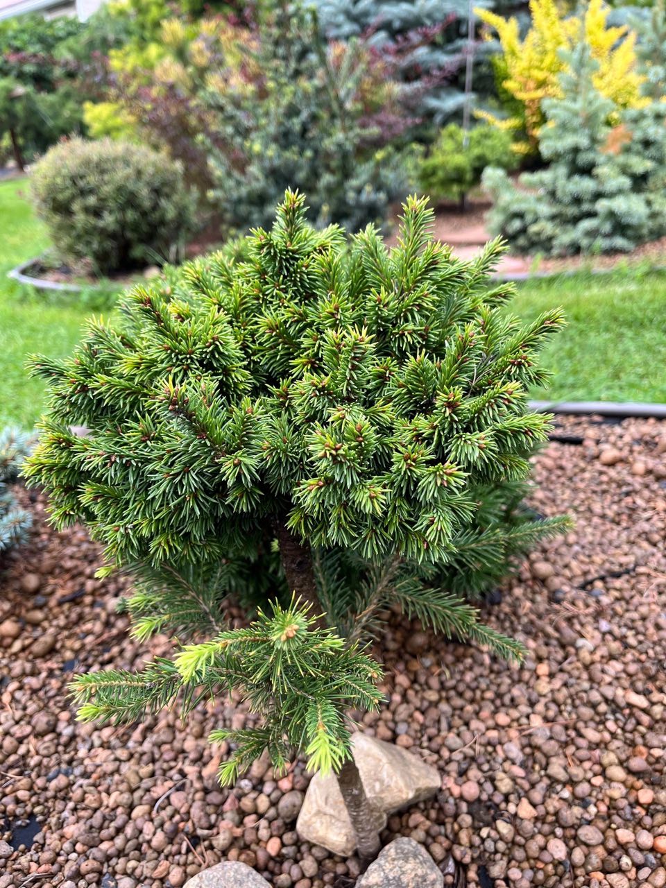 Picea × fennica 'Azazel'