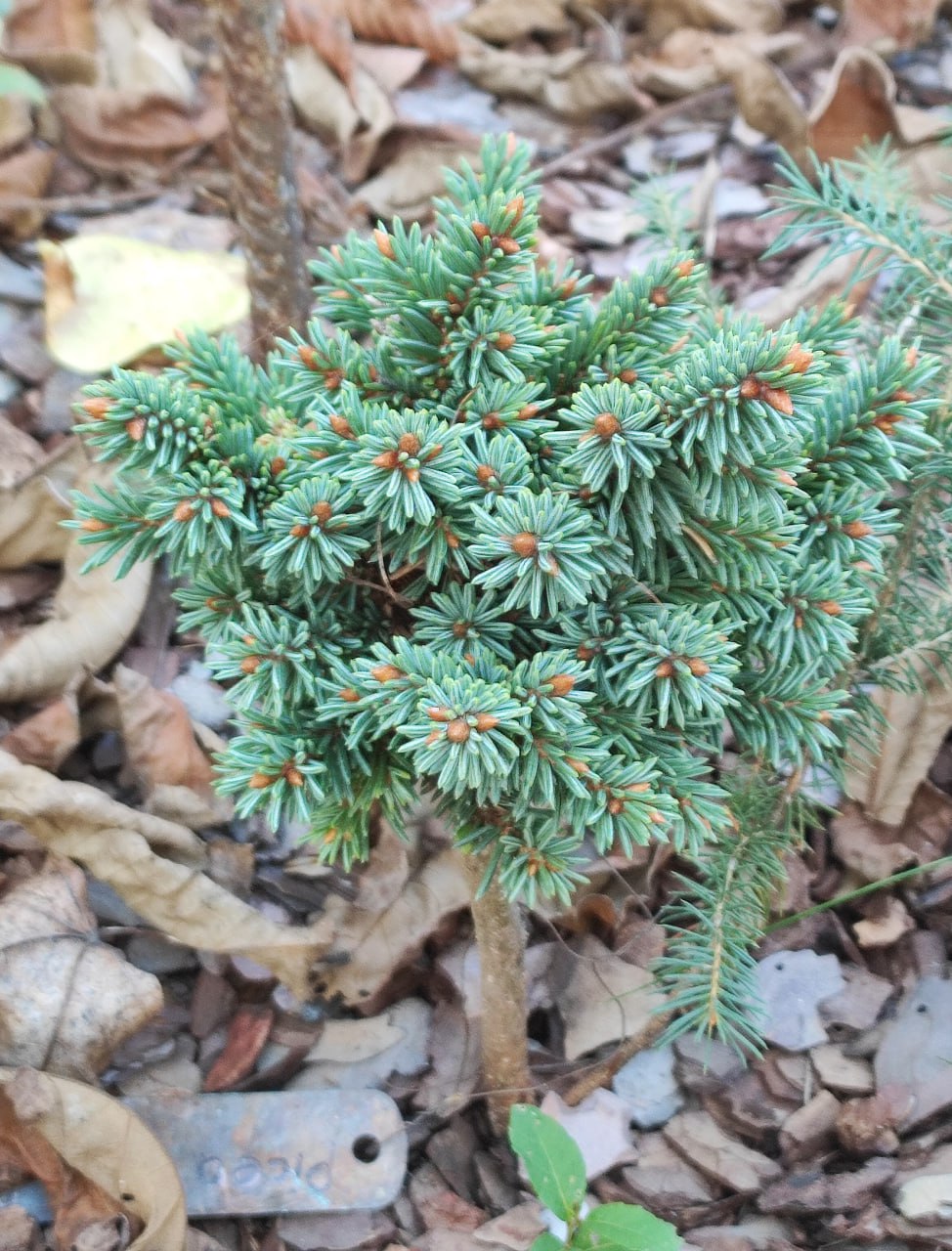 Picea abies 'Reshetnikovo'