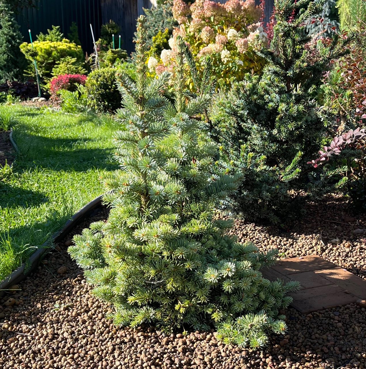Abies lasiocarpa ‘Prickly Pete’