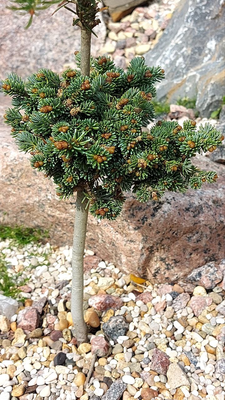 Abies lasiocarpa 'Logan Pass'