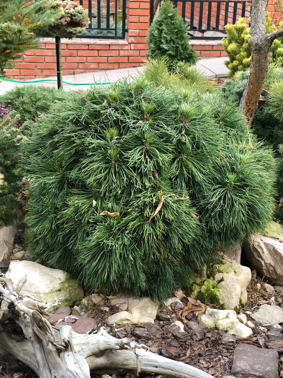 Pinus mugo ‘Varella’