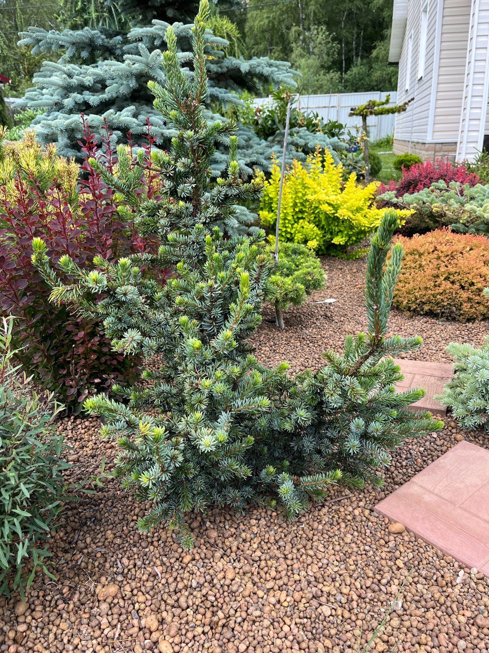 Picea omorika ‘De Ruyter’