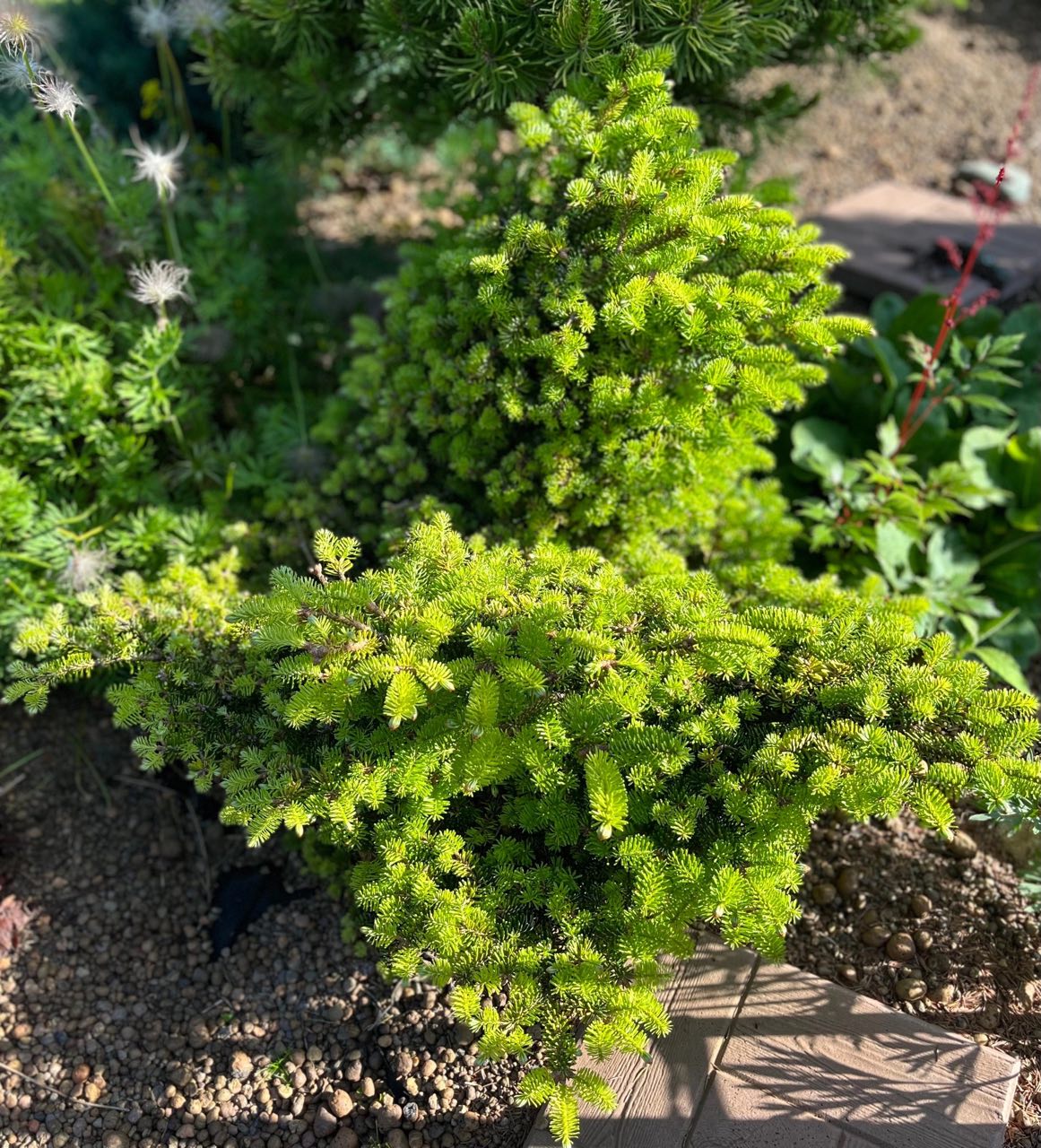 Abies balsamea ‘Le Feber’