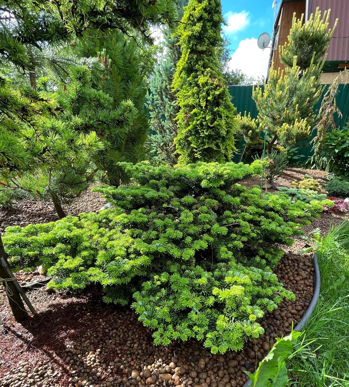 Abies koreana ‘Tajga’