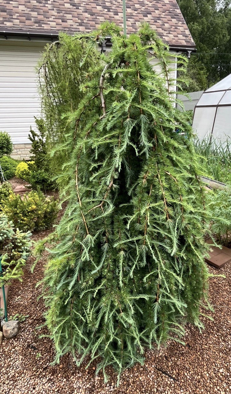 Larix gmelinii var rupprechtii ‘Nesmeyana’