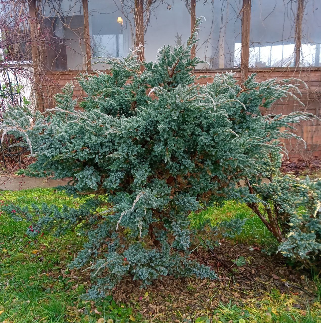 Juniperus squamata 'Meyeri'