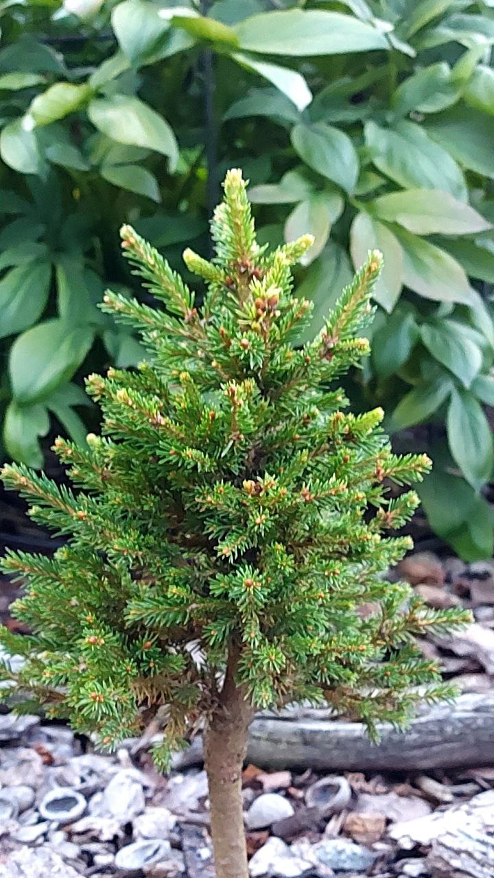 Picea abies 'Kohout Piskowitz'