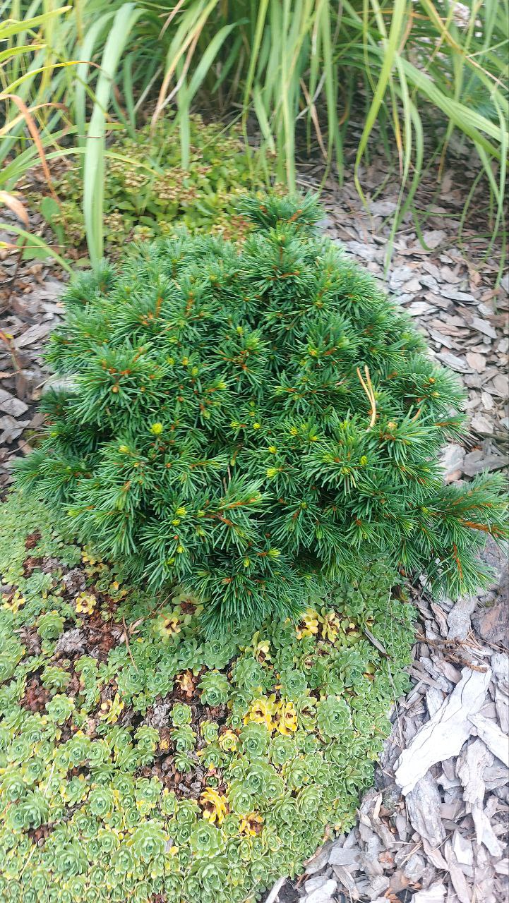 Picea abies 'Mikulasovice'