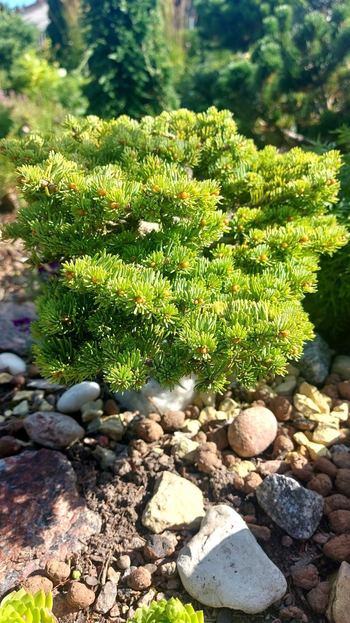 Abies lasiocarpa 'Utah'