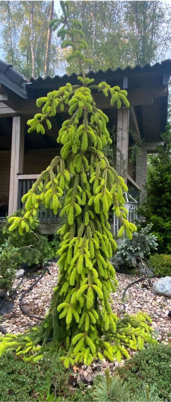 Picea abies 'Gold Drift'